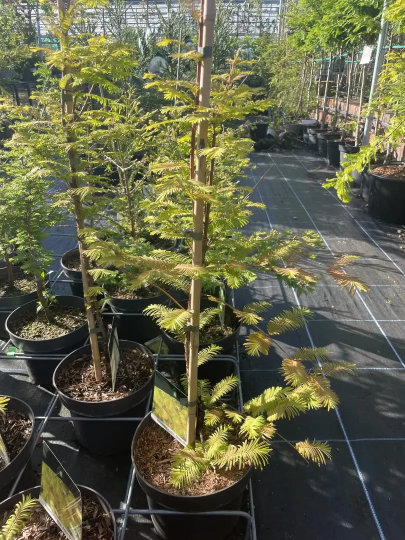 Dawn Redwood Amber Glow