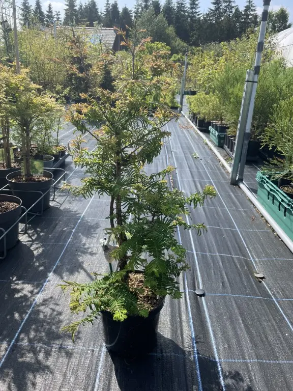 Dawn Redwood 'Daweswood Tawny Fleece' 4060cm