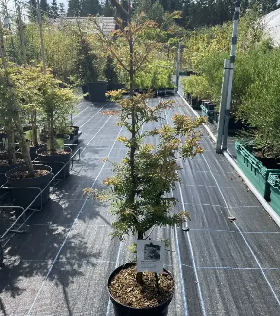 Dawn Redwood 'Daweswood Tawny Fleece' 4060cm