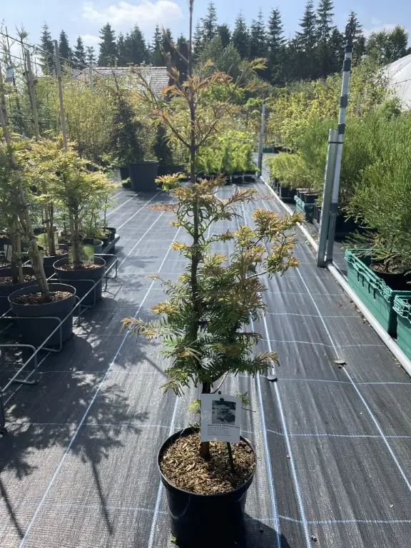 Dawn Redwood 'Daweswood Tawny Fleece' 4060cm