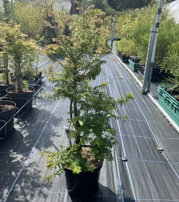 Dawn Redwood 'Daweswood Tawny Fleece' 4060cm