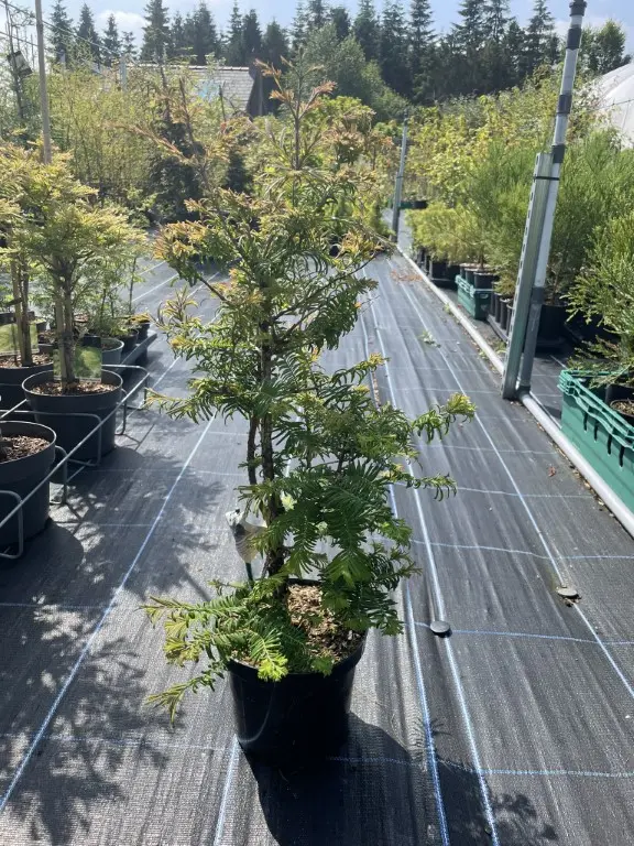 Dawn Redwood 'Daweswood Tawny Fleece' 4060cm