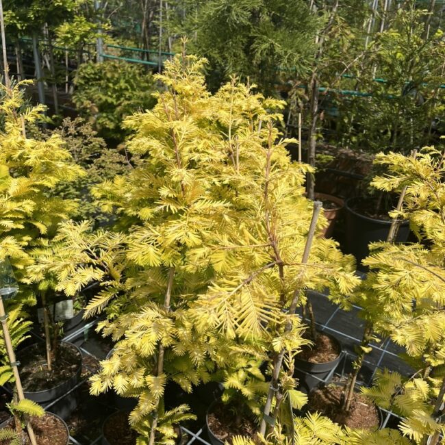 Dawn Redwood 'Golden Oji'