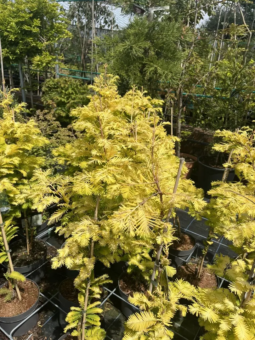 Dawn Redwood 'Golden Oji'