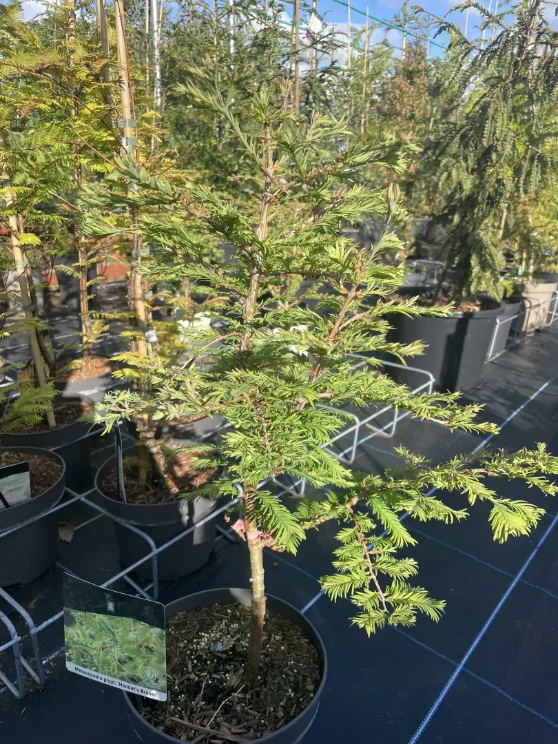Dawn Redwood Hamlets Broom