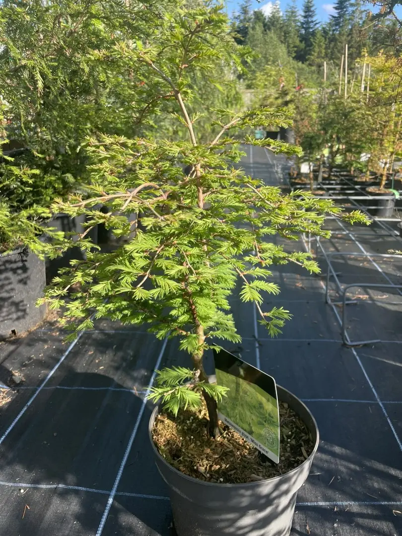 Dawn Redwood Miss Grace