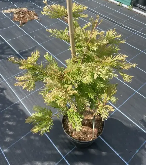Dawn Redwood 'Schirrmann's Nordlicht' 60/80cm