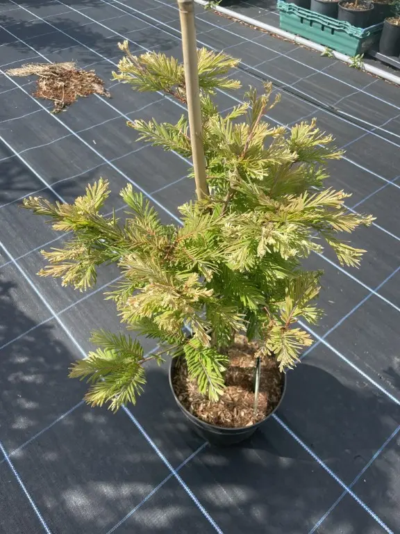 Dawn Redwood 'Schirrmann's Nordlicht' 60/80cm