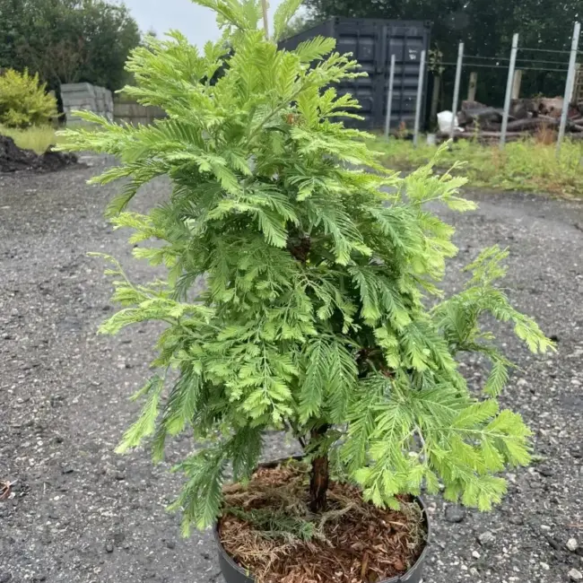 Dawn Redwood 'Schirrmann's Nordlicht