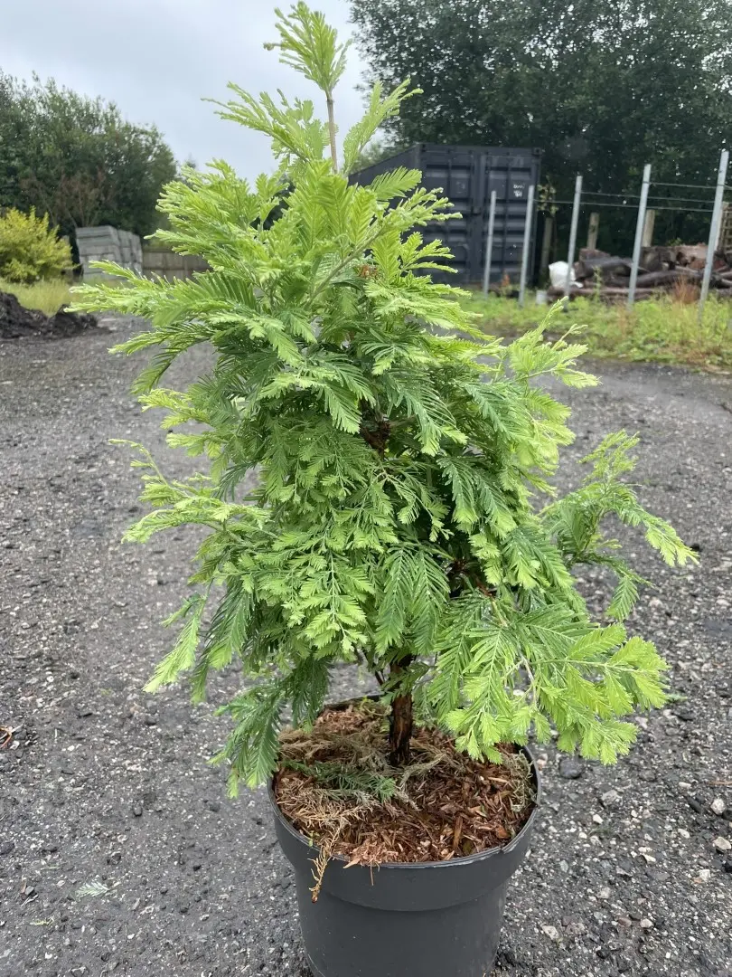 Dawn Redwood 'Schirrmann's Nordlicht