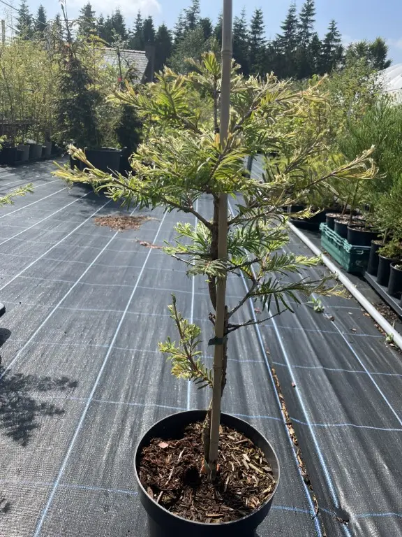 Dawn Redwood ‘Hamlet’s Broom’ 4060cm