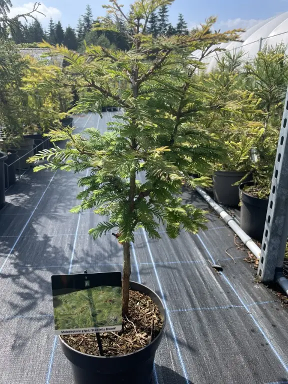 Dawn Redwood ‘Hamlet’s Broom’ 4060cm