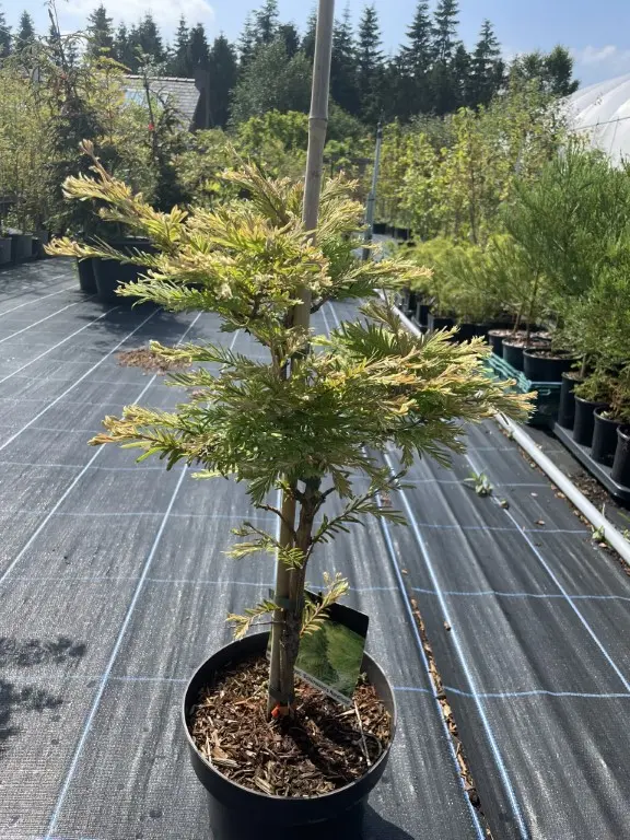Dawn Redwood ‘Hamlet’s Broom’ 4060cm