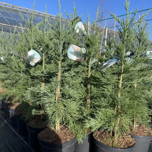 Giant Redwood 'Glaucum' 80/100cm 10L