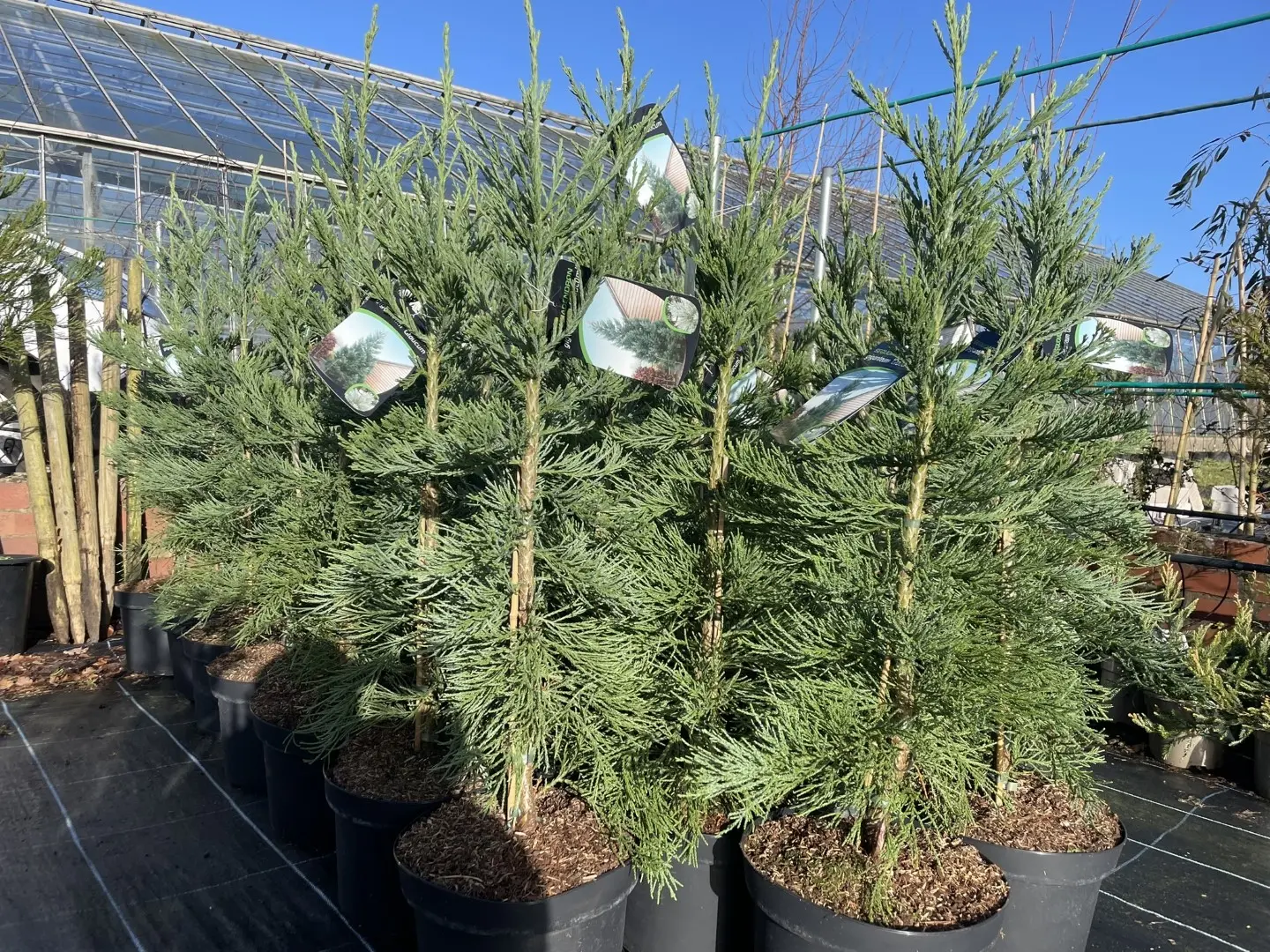 Giant Redwood 'Glaucum' 80/100cm 10L