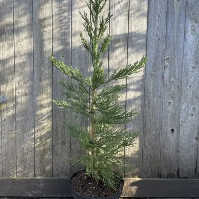 Giant Redwood 'Glaucum' 80/100cm 10L