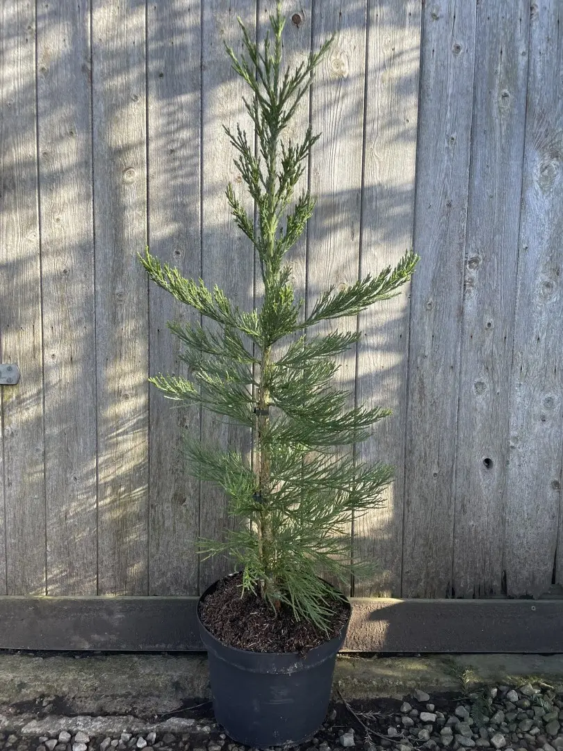 Giant Redwood 'Glaucum' 80/100cm 10L