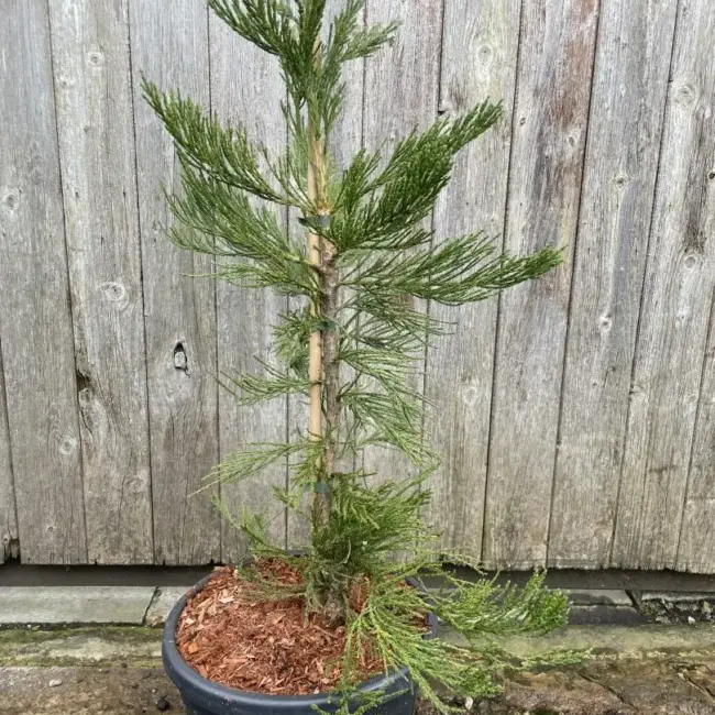 Giant Redwood 'Healthy Mammoth 3' 80100cm 15L
