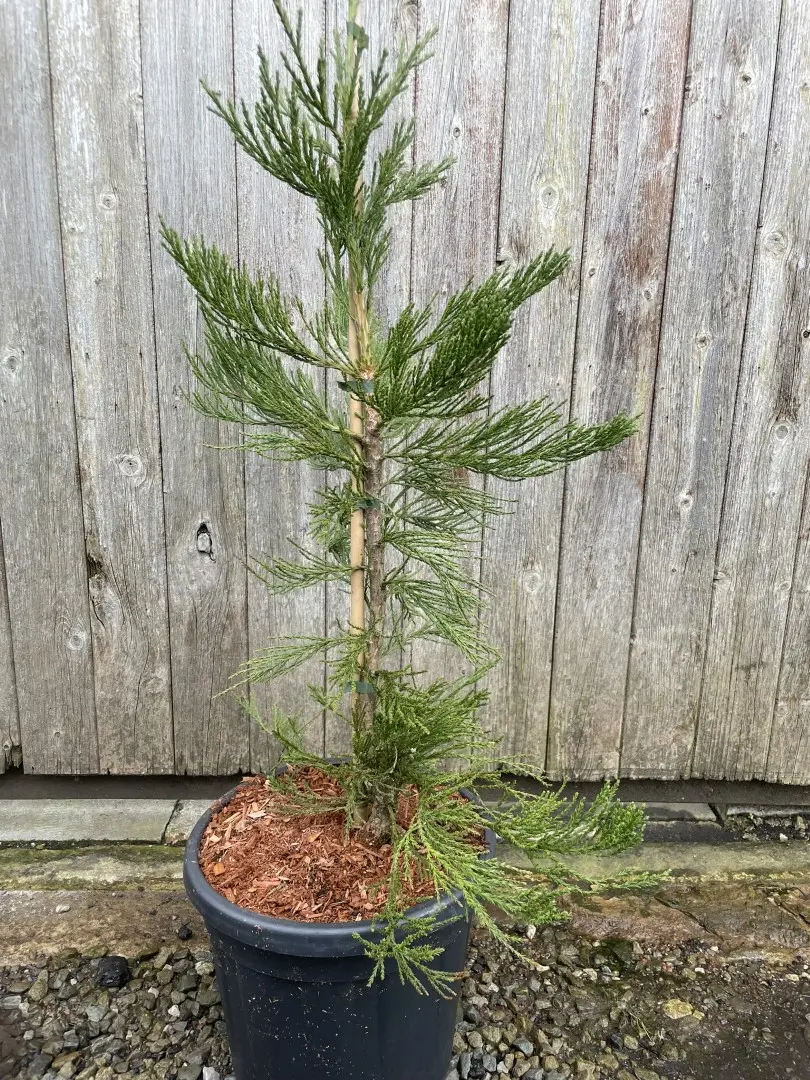 Giant Redwood 'Healthy Mammoth 3' 80100cm 15L