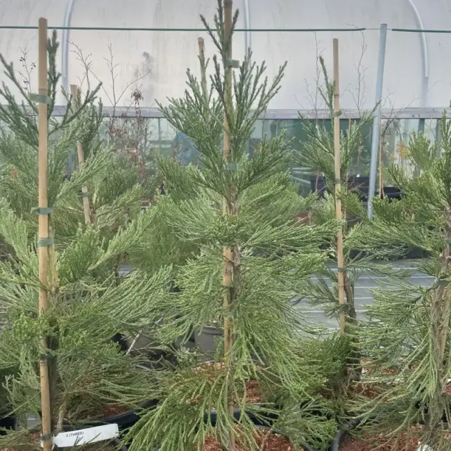 Giant Redwood 'Healthy Mammoth 3' 80100cm 15L