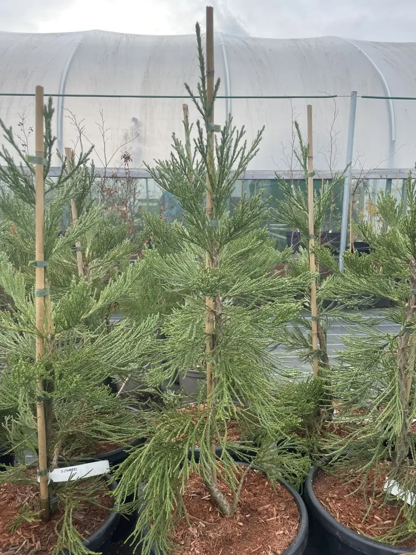 Giant Redwood 'Healthy Mammoth 3' 80100cm 15L