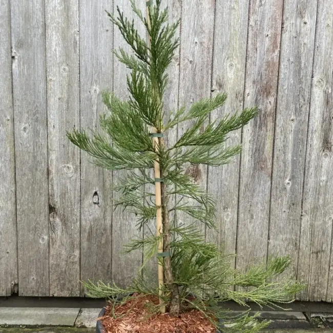 Giant Redwood 'Healthy Mammoth 3' 80100cm 15L