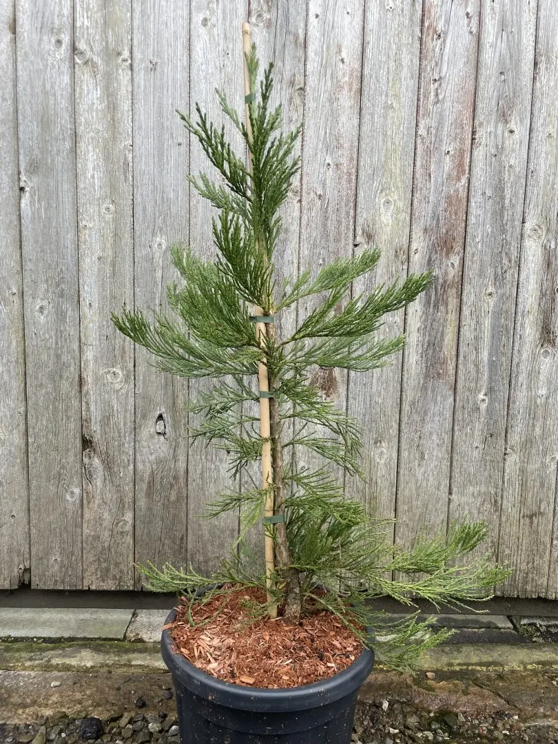Giant Redwood 'Healthy Mammoth 3' 80100cm 15L