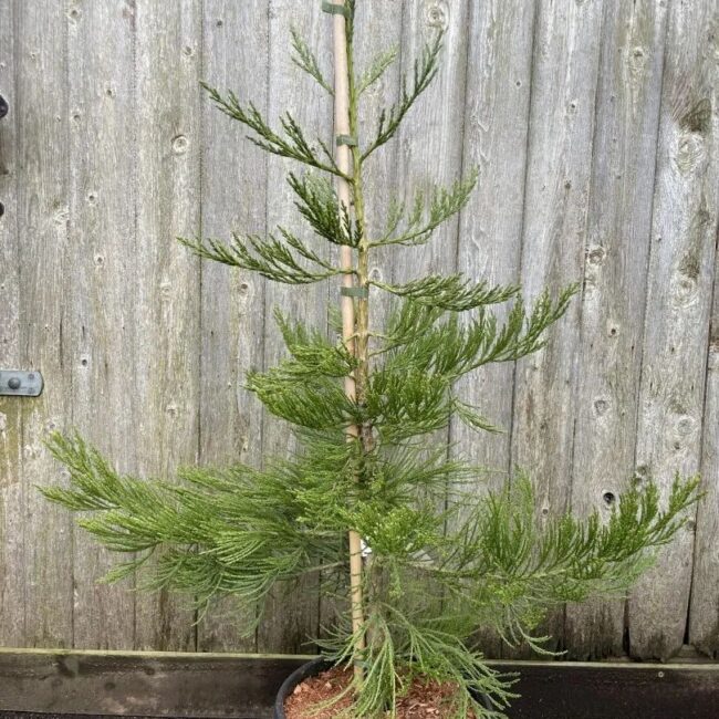 Giant Redwood 'Healthy Mammoth 3' 80/100cm 15L