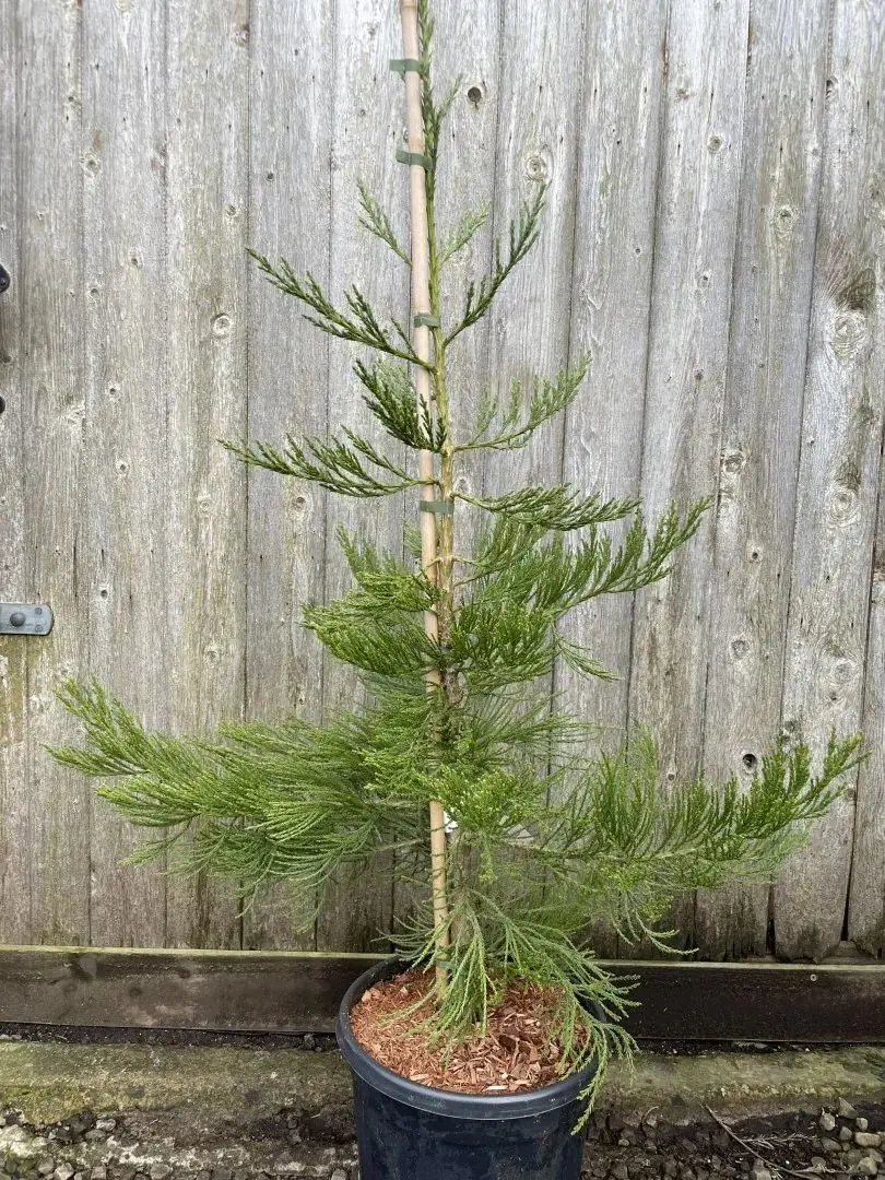 Giant Redwood 'Healthy Mammoth 3' 80/100cm 15L