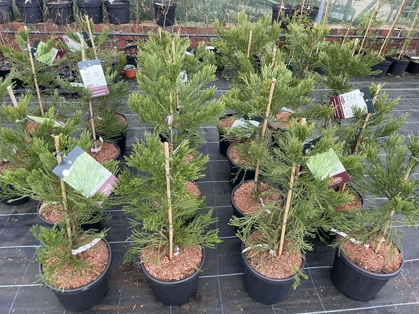 Sequoiadendron giganteum - Giant Redwood 'Healthy Mammoth 3' 80/100cm 15L