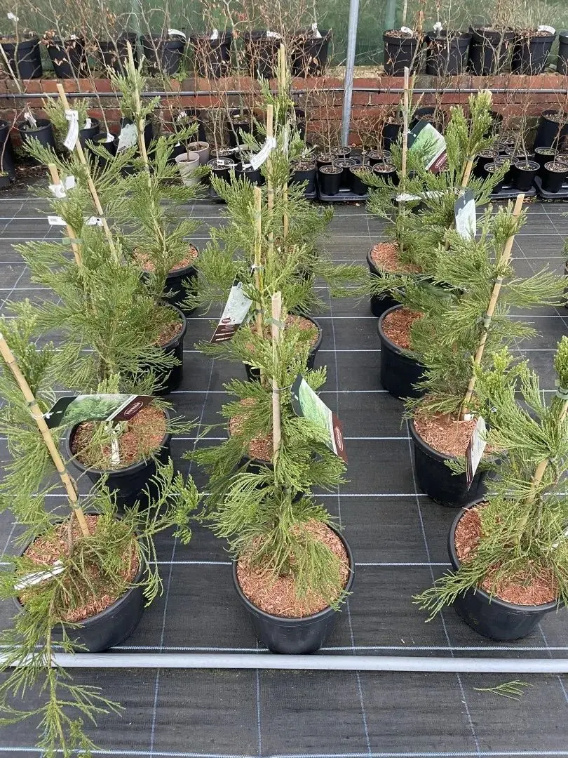 Sequoiadendron giganteum - Giant Redwood 'Healthy Mammoth 3' 80/100cm 15L