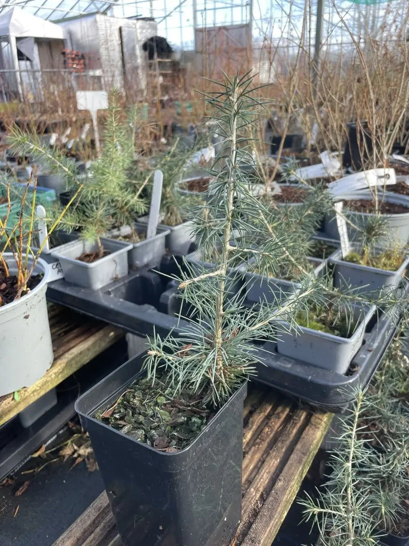 Atlas Cedar Glauca 20/40cm (P9T)