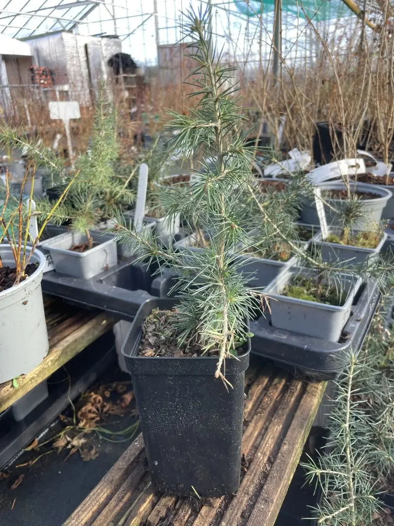 Atlas Cedar Glauca 20/40cm (P9T) - Image 2