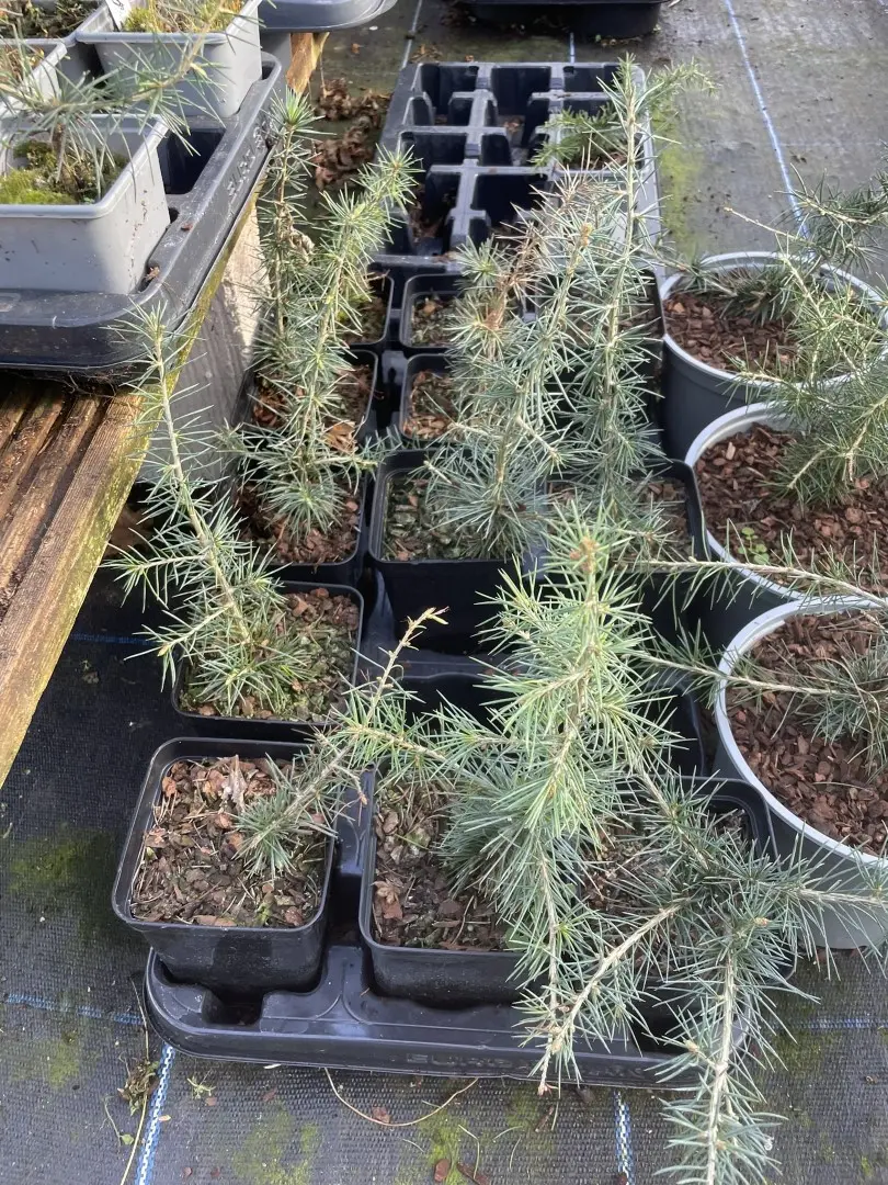 Atlas Cedar Glauca 20/40cm (P9T) - Image 3