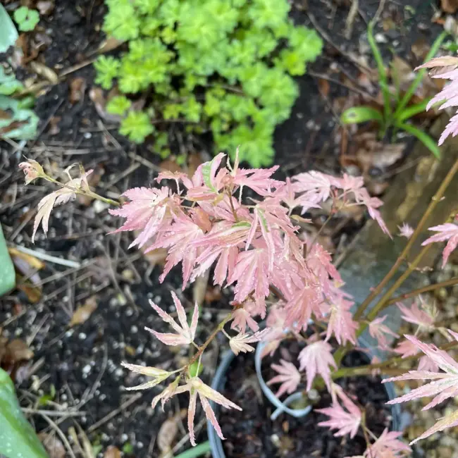 Japanese Maple Acer palmatum 'Taylor' Tree 60/80cm (3L) - Image 6