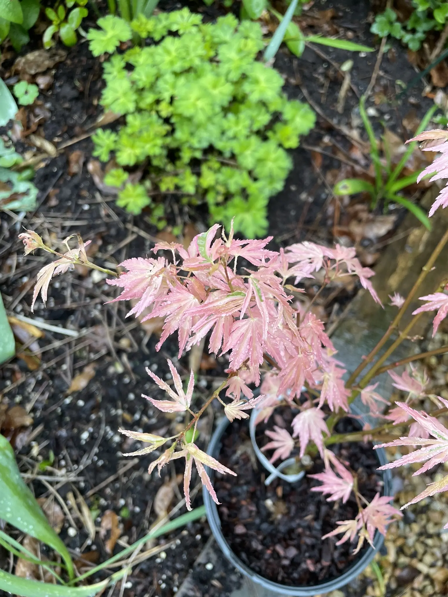 Japanese Maple Acer palmatum 'Taylor' Tree 60/80cm (3L) - Image 6