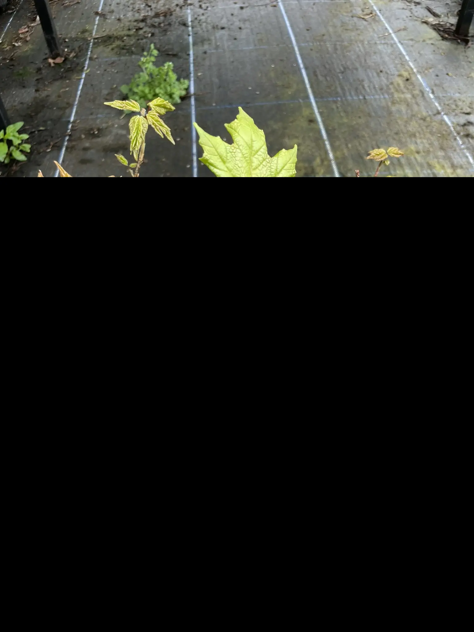 Sugar Maple Tree 20/40cm (P9T) - Image 6