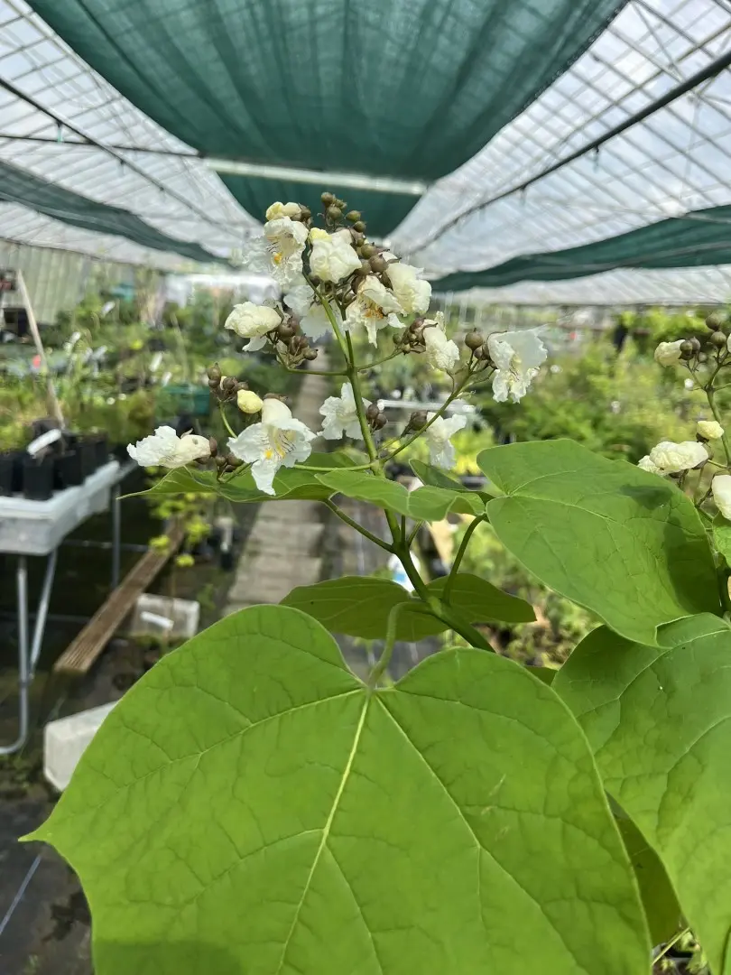 Indian Bean Tree Seeds Catalpa bignonioides Seeds