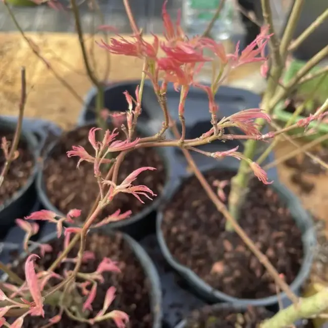 Japanese Maple Acer palmatum 'Taylor' Tree 60/80cm (3L) - Image 4