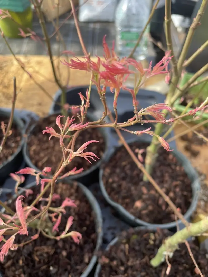 Japanese Maple Acer palmatum 'Taylor' Tree 60/80cm (3L) - Image 4