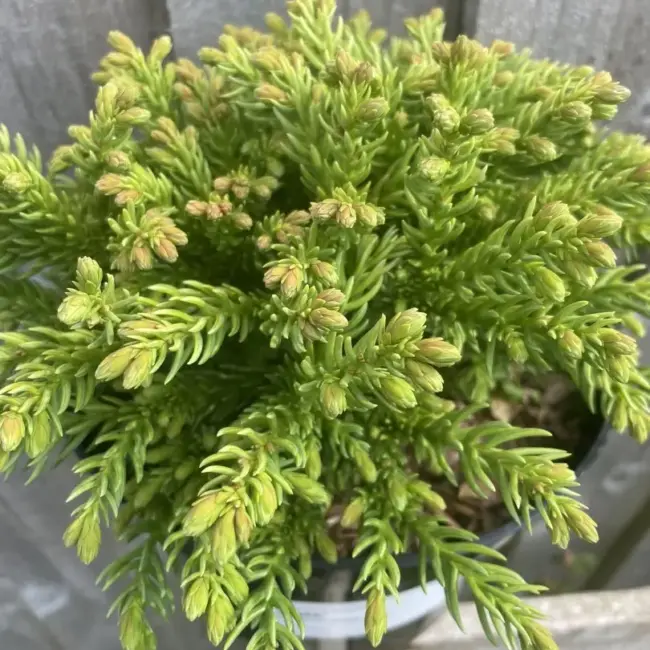 Japanese Red Cedar 'Hide' 10/20cm (3L) - Image 2