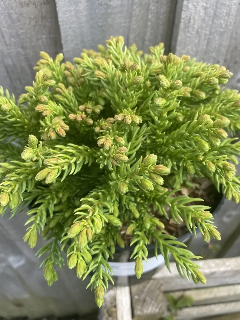 Japanese Red Cedar 'Hide' 10/20cm (3L) - Image 2