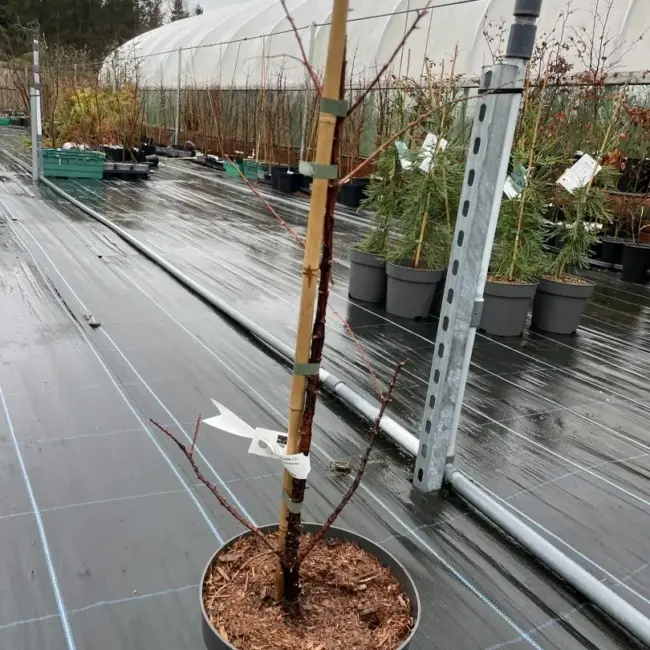 Metasequoia glyptostroboides Dawn Redwood 'Amber Glow'