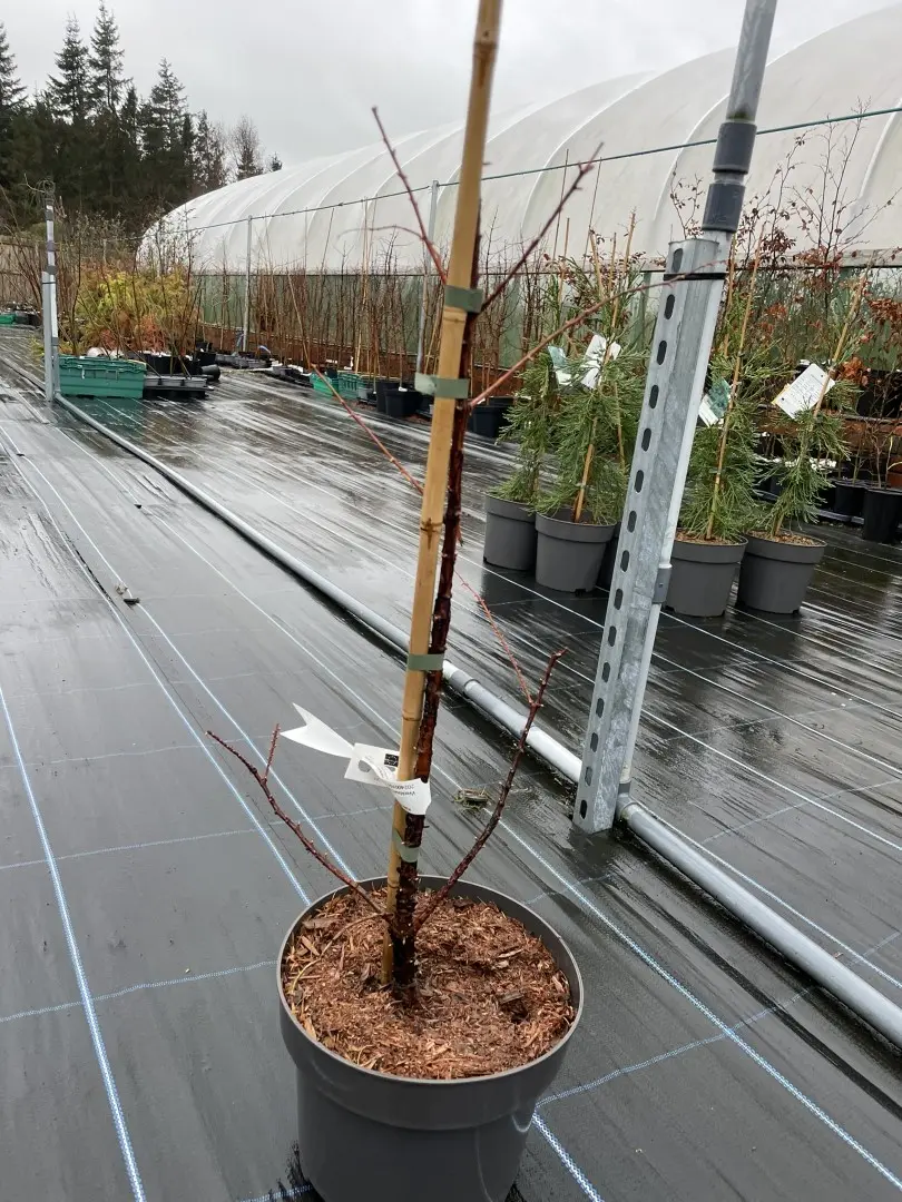 Metasequoia glyptostroboides Dawn Redwood 'Amber Glow'