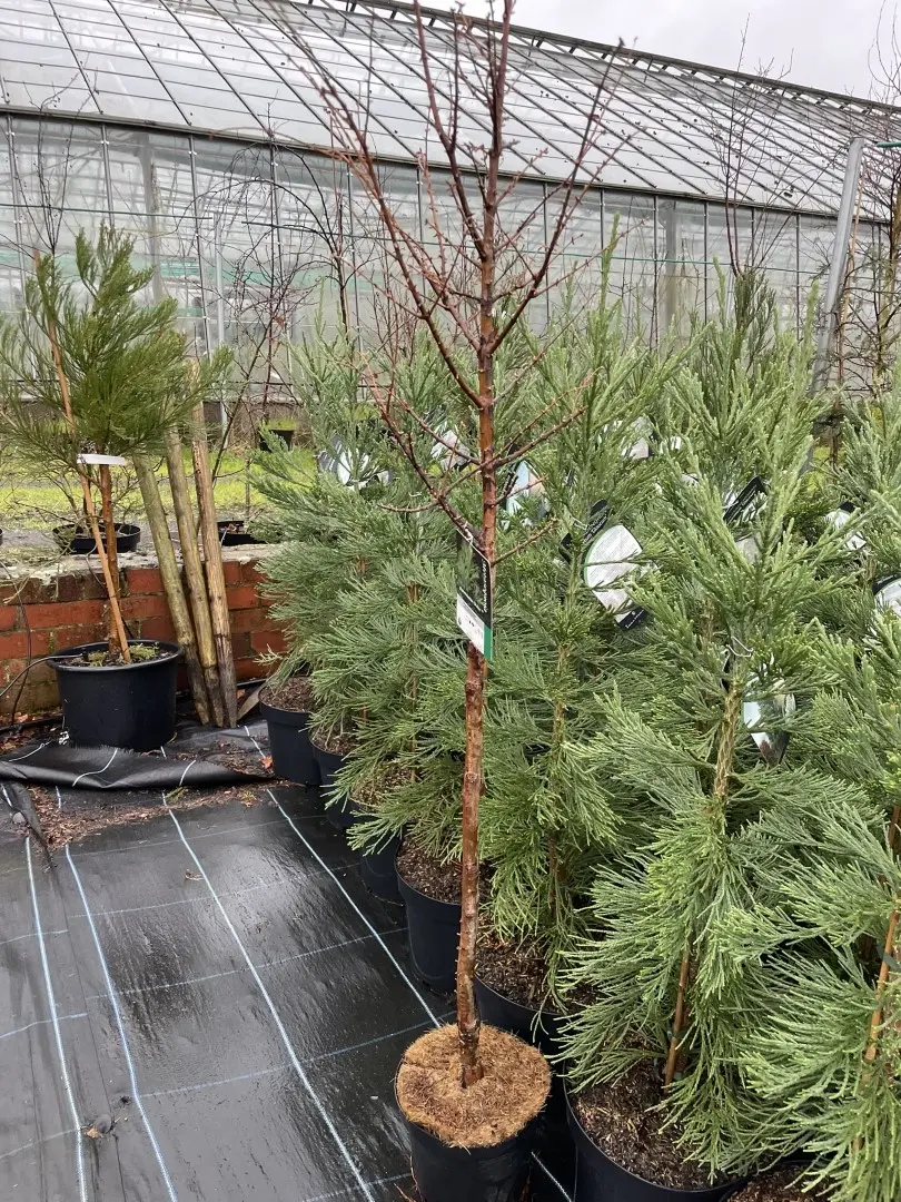 Metasequoia glyptostroboides Dawn Redwood 'Chubby'