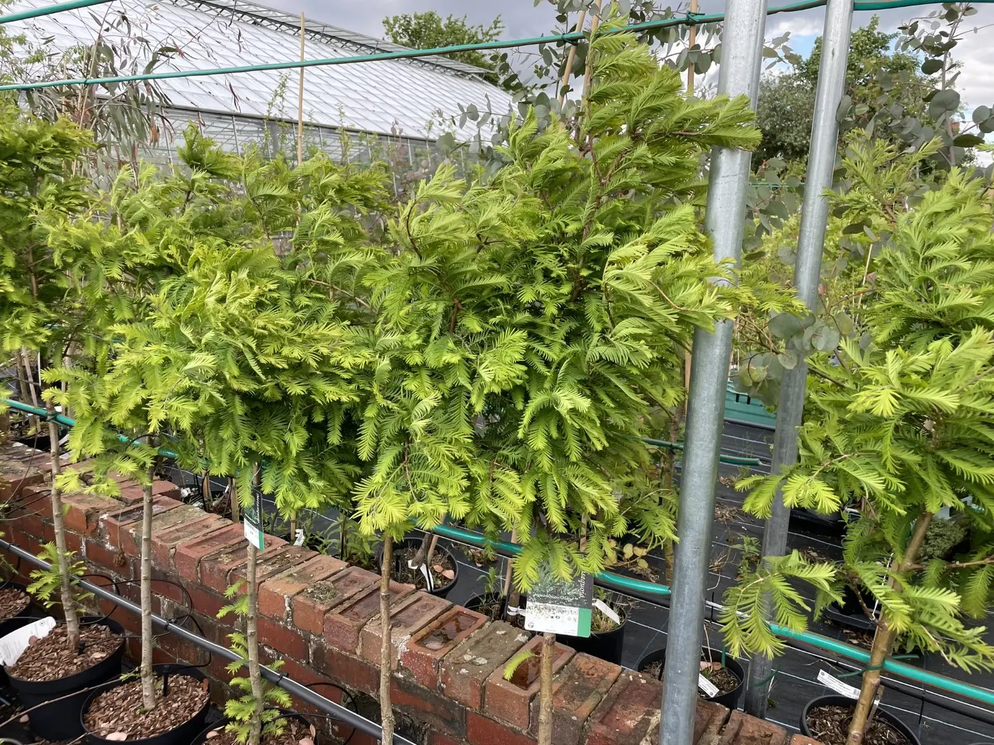 Metasequoia glyptostroboides Dawn Redwood 'Chubby'