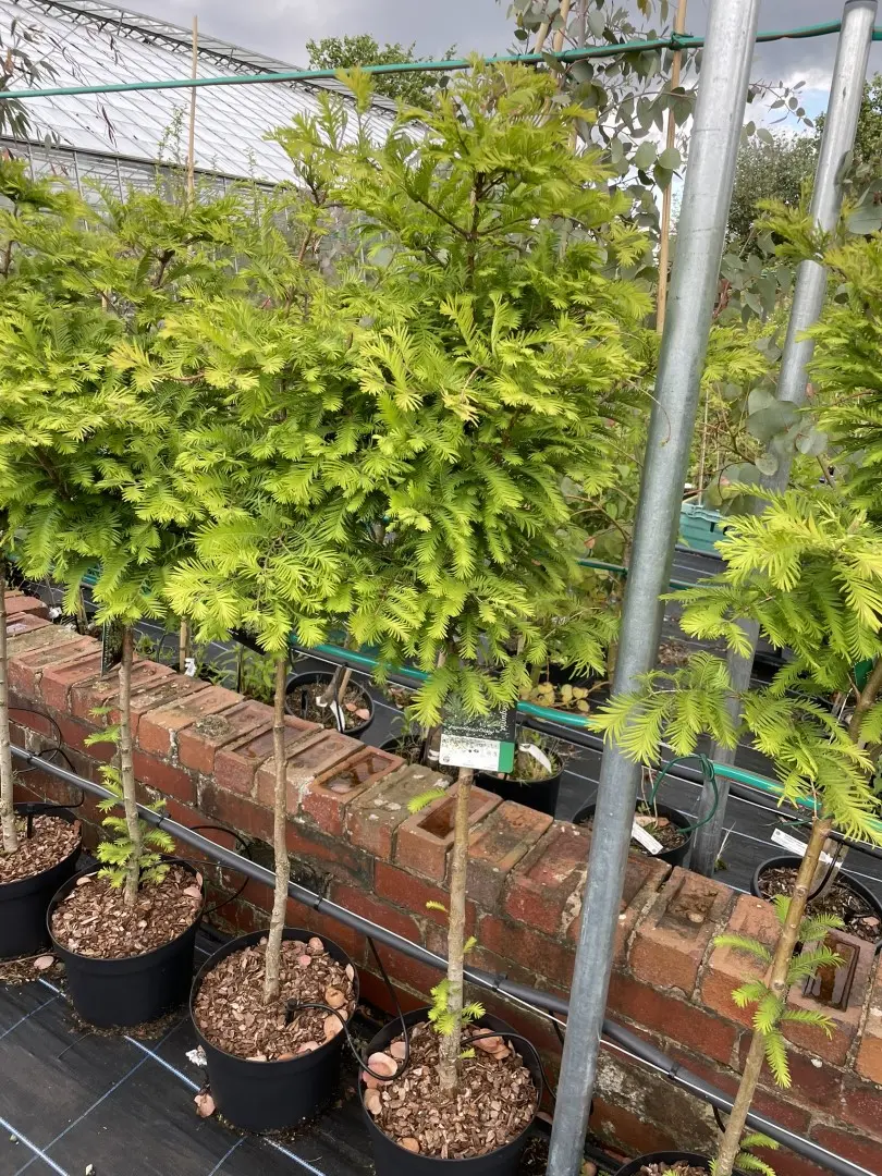Metasequoia glyptostroboides Dawn Redwood 'Chubby'