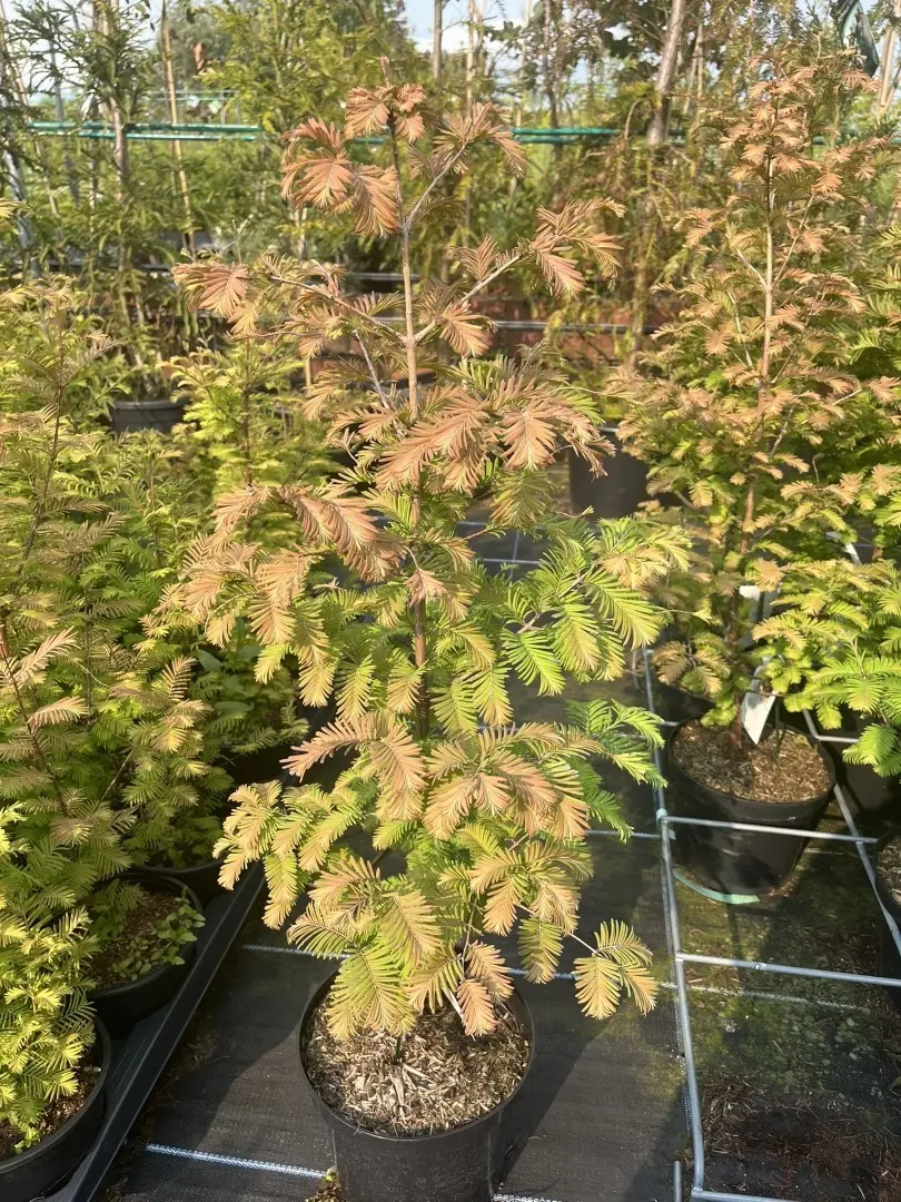 Metasequoia glyptostroboides - Dawn Redwood 'Daweswood Tawny Fleece' 40/60cm (4L)