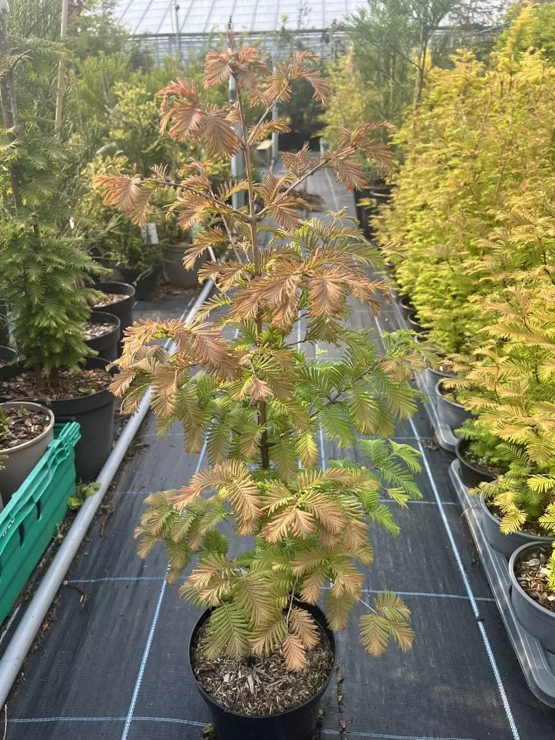 Metasequoia glyptostroboides - Dawn Redwood 'Daweswood Tawny Fleece' 40/60cm (4L)