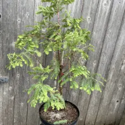Metasequoia glyptostroboides - Dawn Redwood 'Hamlet's Broom'